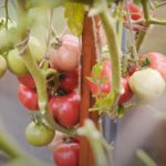 Выращивание томата сорта Малиновый мусс