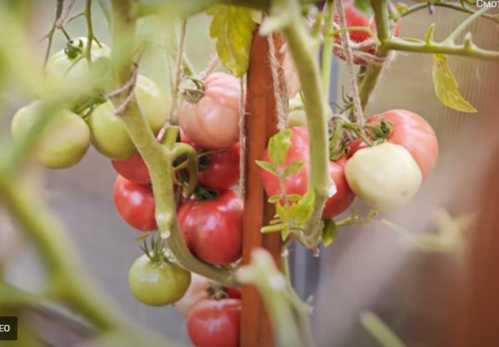 Выращивание томата сорта Малиновый мусс