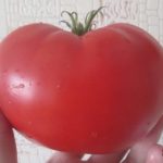 Крупный сердцевидный томат