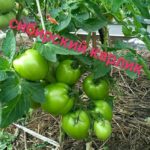 Зеленые томаты сорта Сибирский карлик