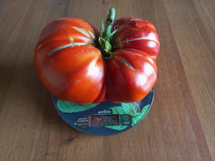 Спелый томат