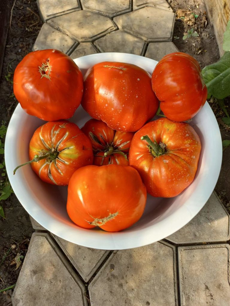 У\рожай томатов сорта Сибирский килограмм