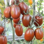Плоды черных томатов Де Барао