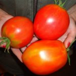 Урожай гигантских томатов Де Барао