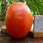 Крупный томат сорта Де Барао гигант