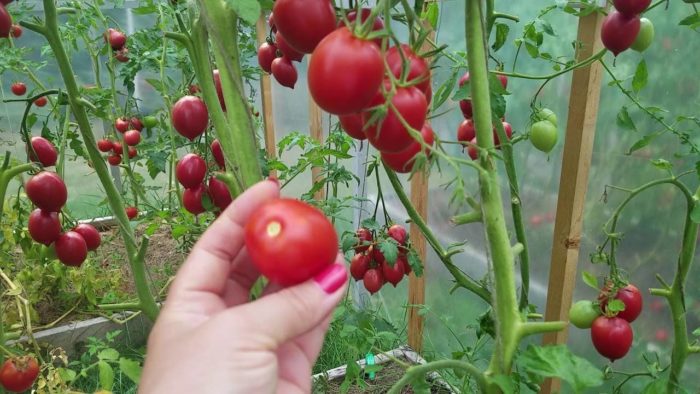 Созревание помидоров на кусте