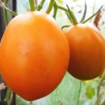 Оранжевые плоды на кустах