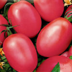 Спелые помидоры сорта Де Барао розовые