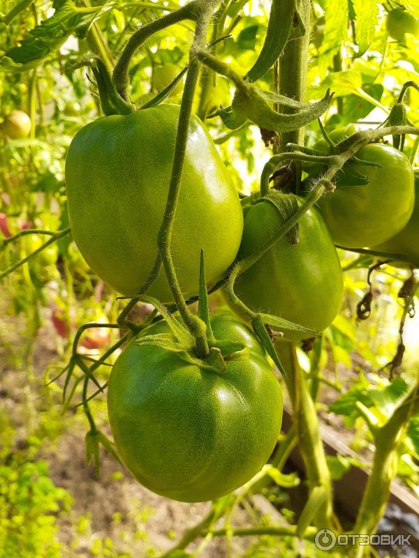 Гроздь зеленых томатов сорта Кенигсберг