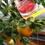 Мазарини томат от фирмы Аэлита