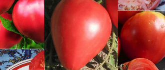Сорта томата Воловье сердце