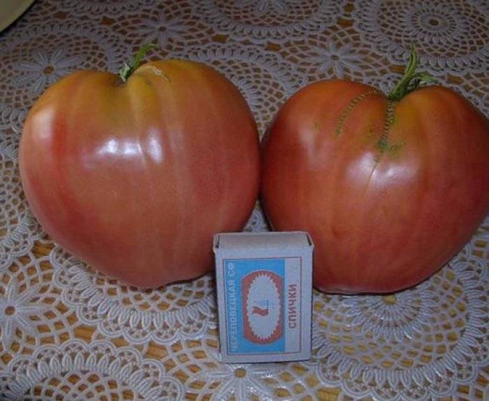 Большие помидоры Говяжье сердце