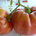 Крупные томаты сорта Бугай