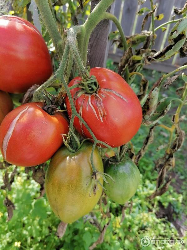 Покраснение помидоров на ветке