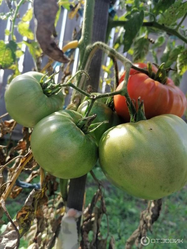 Первый красный томат