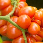 Чесночный сорт томата