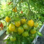 Урожайный томат
