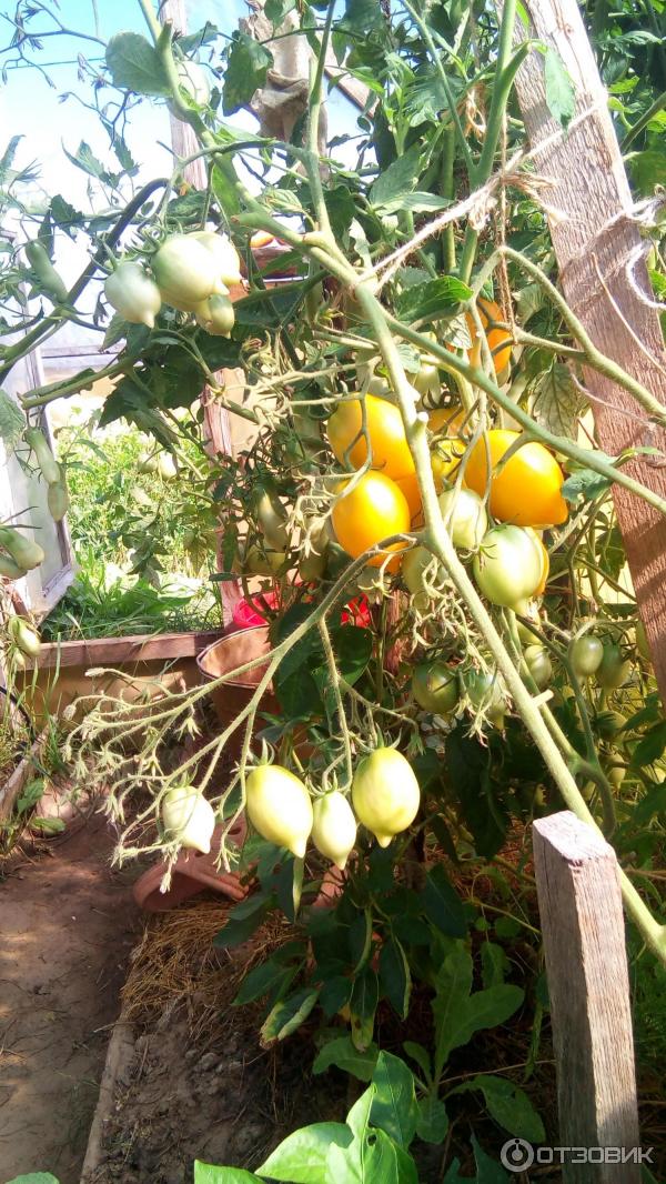 Куст с плодами томатов сорта Чудо света
