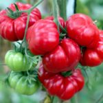 Гроздь томатов сорта Костолуто Дженовесе
