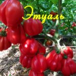 Красне помидоры сорта томата Этуаль