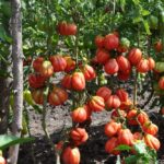 Кусты урожайного томата