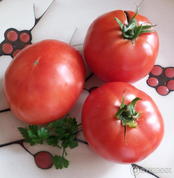 Красные помидоры сорт аи Фаворит 