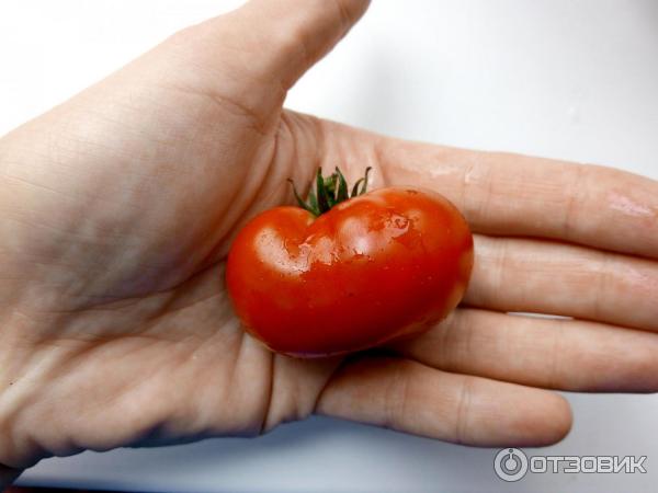 Небольшой томат 