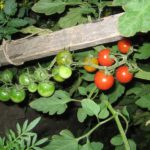 Выращивание томата черри