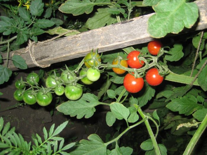 Выращивание томата черри
