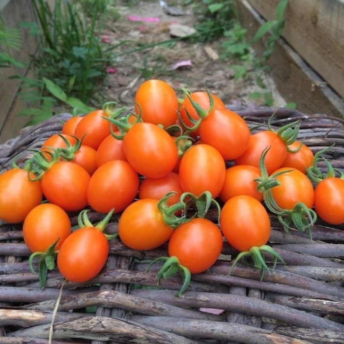 Урожай томатов сорта Финик оранжевый