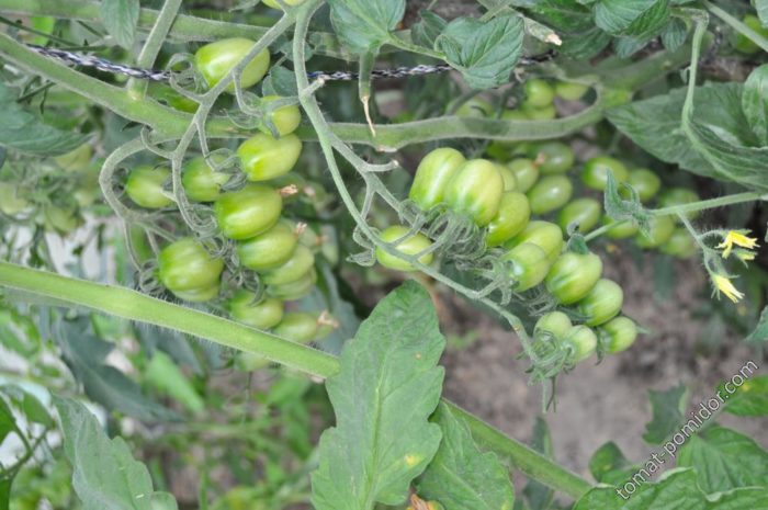 Зеленые помидоры сорта Финик желтый