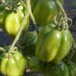 Зеленые томаты сорта Зубчатый
