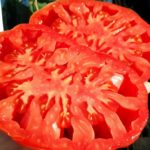 Сорт томата Большой болотный в разрезе