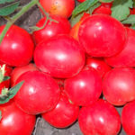 Спелые плоды томата Калинка-малинка