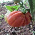 Гигантская груша томат