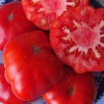 Разрезанные томаты сорта ЕВ Минусинский
