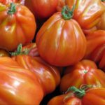 Плоды томата сорта Лигурия