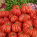 Урожай томата сорта Лотарингская красавица
