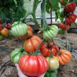 Гроздь томатов сорта Нина