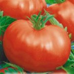 Крупные томаты Русского размера