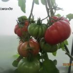 Гроздь томатов сорта Томанде