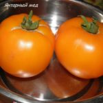 Сорт томата Янтарный мед