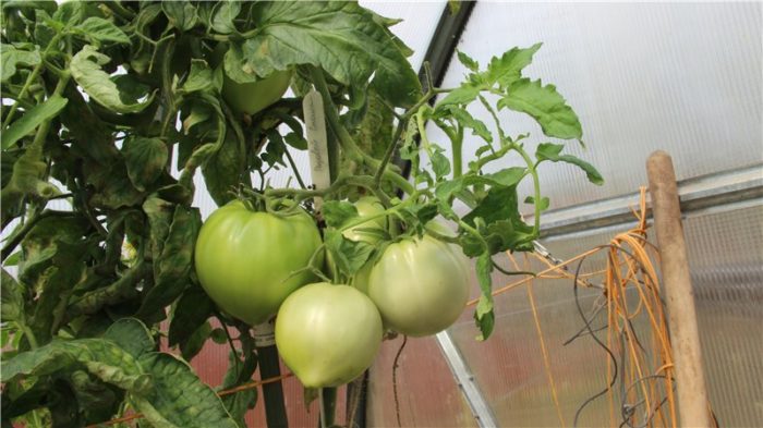 Зеленые томаты на кусте