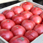 Урожай томатов сорта Юсуповский