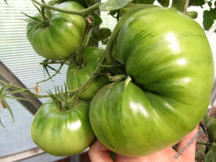 Крупные зеленые томаты